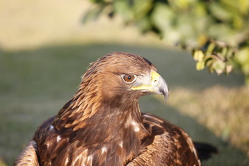 Golden Eagle Headshot