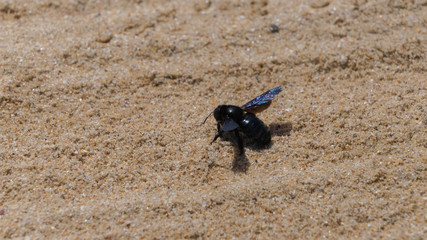 Trauerschweber (Anthrax anthrax) im Sand