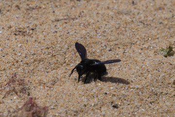 Trauerschweber (Anthrax anthrax) im Sand