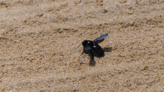 Trauerschweber (Anthrax anthrax) im Sand