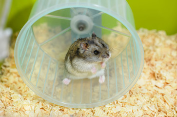 One Djungarian dwarf hamster is standing on its hind legs in the running wheel in the cage.