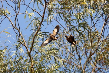 bird on tree