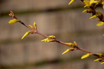 close up of branches with buds and blossoms of yellow forsythia growing on the ground on a sunny spring day on brown background. copy space