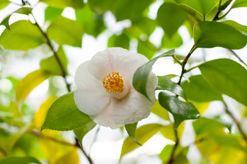 Blossom of white camellia , Camellia japonica with green leaves behind