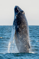 Obraz premium Humpback whale breach at Virginia Beach