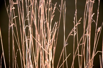 dry faded grass on sunny day, golden abstract background. copy space