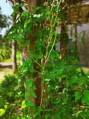 tree in forest