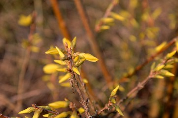 close up of branches with buds and blossoms of yellow forsythia growing on the ground on a sunny spring day on brown background. copy space