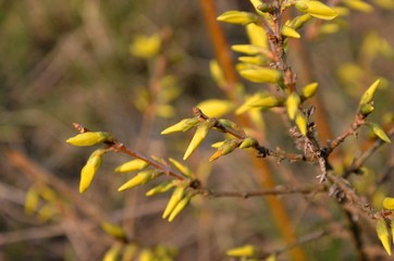 close up of branches with buds and blossoms of yellow forsythia growing on the ground on a sunny spring day on brown background. copy space