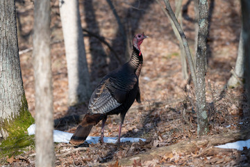 Turkey