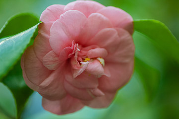 Blossoms of pink camellia , Camellia japonica in garden