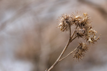 Close up of wilted plant