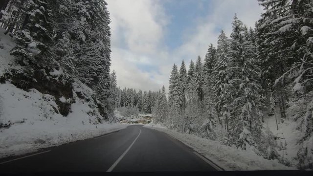 Point of view driving on curved countryside road between spruce forest trees. Idyll landscape in winter season in Pokljuka plateau, Slovenia