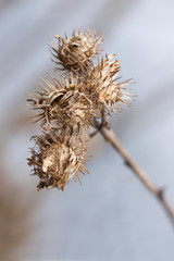 Close up of wilted plant