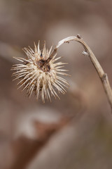 Close up of wilted plant