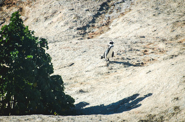 Penguin walking on rock