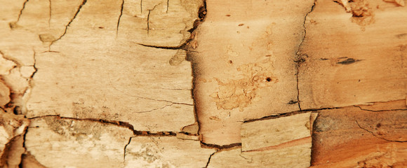 Close up dirty wooden texture use as natural background for design. Horizontal image.