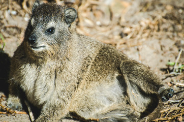 Hyrax