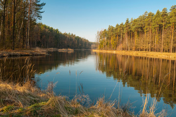 leśny staw wczesną wiosną