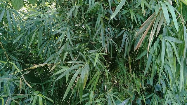 close up green bamboo leaves in the nature