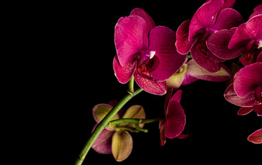 Fototapeta na wymiar Purple Orchid on black background and empty space