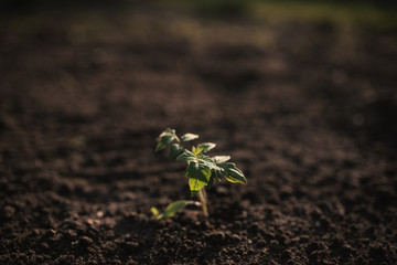 Young plant of tomato growing alone in the soil. Detail on seedlings of vegetable with copy space for text.