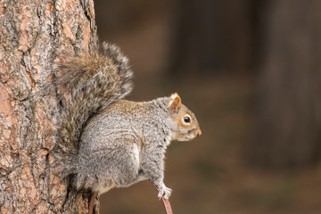 Portrait of a cute and bushy squirrel.