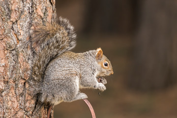 Naklejka na ściany i meble Cute and furry squirrel in a tree.