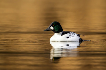 Waterfowl swimming on calm water.