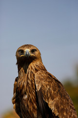 Golden Eagle Headshot