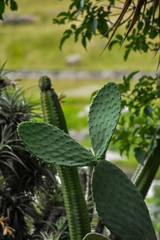 Opuntia ficus or prickly pear, also known as palette prickly pear. Edible green cactus with sharp thorns.