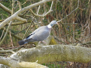 Es fehlt noch etwas - Ringeltaube