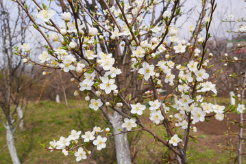 The cherry blossoms tree. Many blooming flowers. Nature photo in the country.