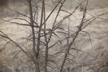 Fototapeta na wymiar prickly bush in early spring