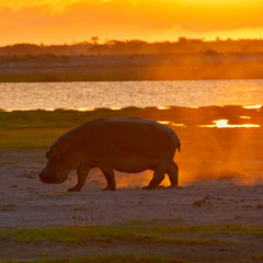 A hippo (Hippopotamus amphibius) walking on land kicks up sand as the setting sun turns the sky and landscape ablaze with the fiery colors of red, orange, and yellow. Amboseli Nationa Park, Kenya. 