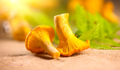 Chanterelle mushrooms, Raw wild chanterelles mushroom on rustic background close-up. Organic Fresh chanterelle on a table. Red mushrooms closeup. Soft focus