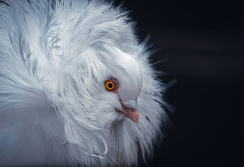 Jacobin Pigeon