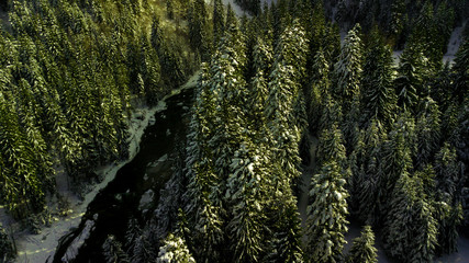 Fototapeta premium Coniferous pine forest mountain Carpathian mountains aerial photography snow.