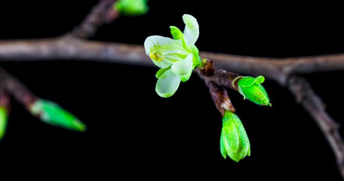 Zeitraffer einer sich &ouml;ffnenden Bl&uuml;te des Zwetschgenbaumes mit Blattl&auml;usen vor schwarzem Hintergrund
