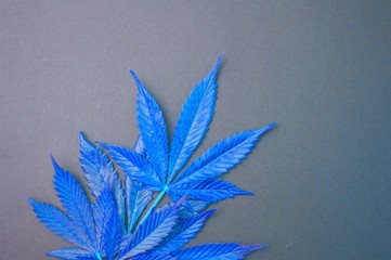 Blue cannabis leaves on gray background