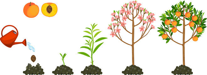 Life cycle of peach tree isolated on white background. Plant growing from seed to peach tree with ripe fruits © Kazakova Maryia