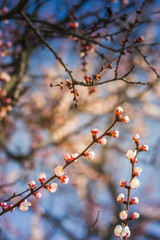 Beautiful floral spring abstract background of nature. Branches of blossoming apricot macro with soft focus on gentle light blue sky or tree background. For easter and spring greeting cards.