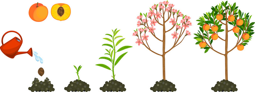 Life cycle of peach tree isolated on white background. Plant growing from seed to peach tree with ripe fruits