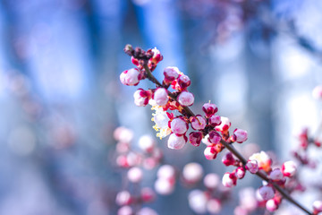 Beautiful floral spring abstract background of nature. Branches of blossoming apricot macro with soft focus on gentle light blue sky or tree background. For easter and spring greeting cards.