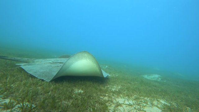 Pink whipray - Himantura fai (Dasyatidae).