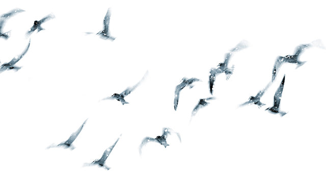 Winter nature and flying birds. White nature background. 