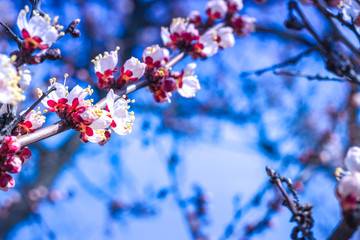 Beautiful floral spring abstract background of nature. Branches of blossoming apricot macro with soft focus on gentle light blue sky or tree background. For easter and spring greeting cards.