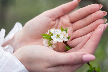 The first flowers on fruit trees in gentle, female hands