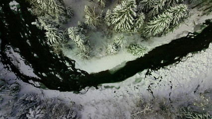 Coniferous pine forest mountain Carpathian mountains aerial photography snow.