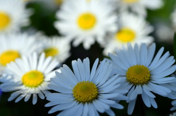 Gänseblümchenwiese